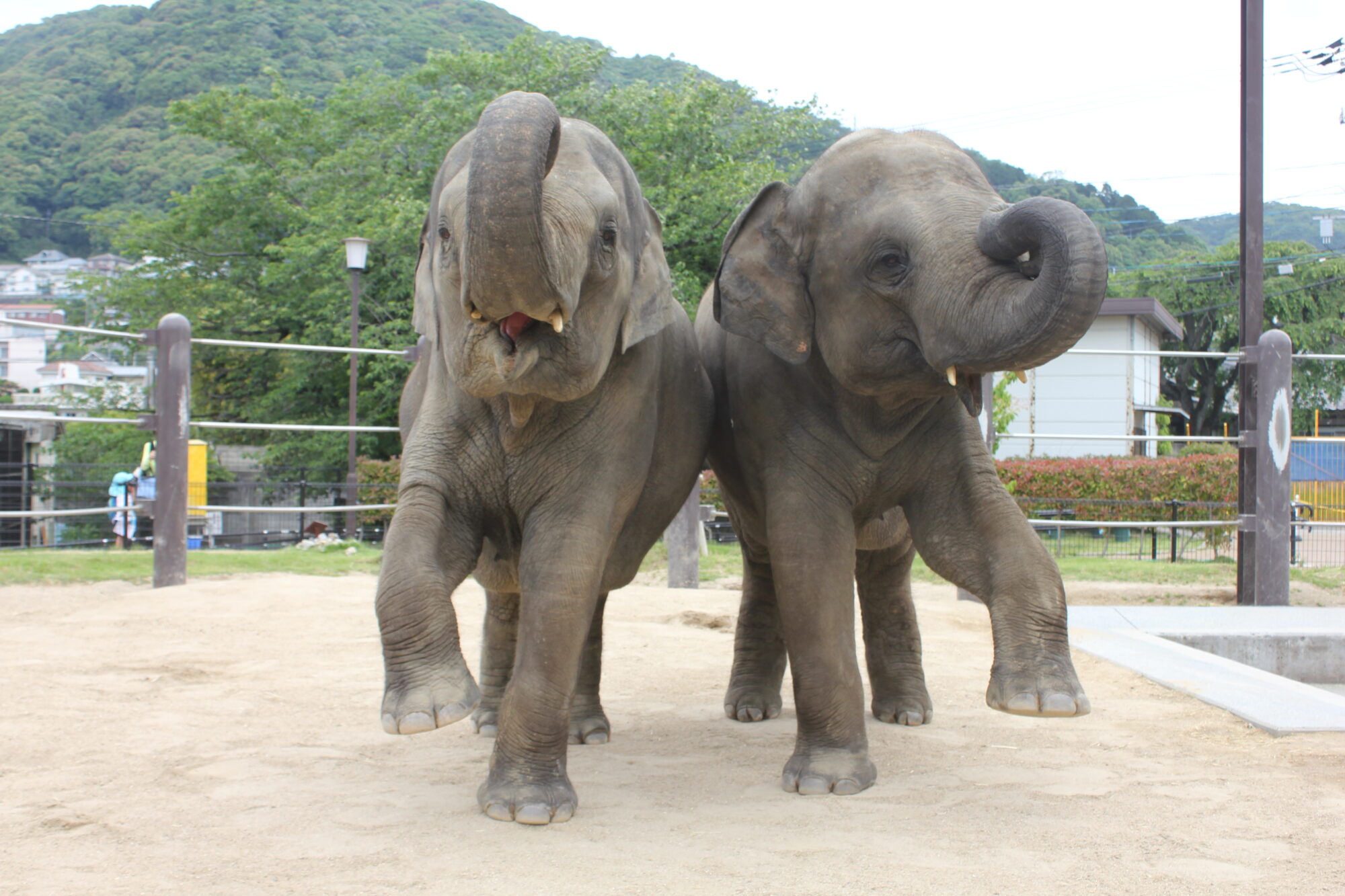 徳山動物園ぞう