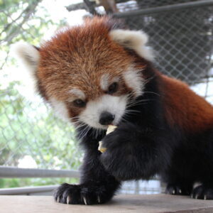 徳山動物園のレッサーパンダ(周南市)